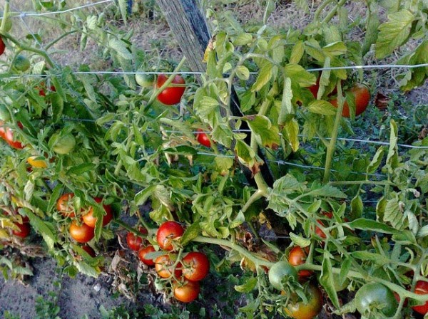 7 cultivos de huerta para principiantes 1