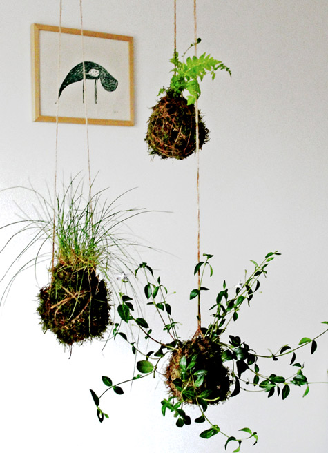 Hacer un kokedama 1