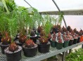imagen Cultivo de vástagos de la Palma de Sagú o Cica