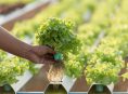imagen Cómo hacer un cultivo hidropónico de raíz flotante