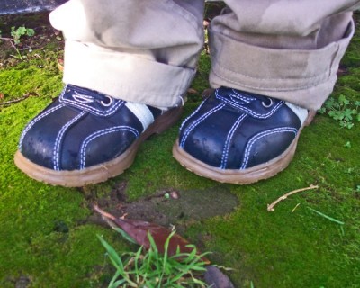 Musgo en el césped ¿qué hacer?