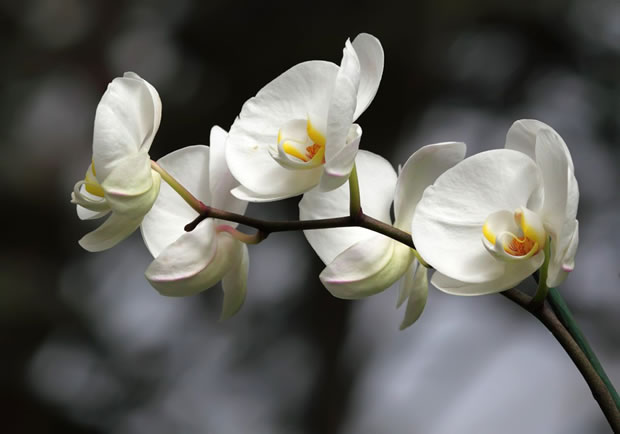 orquidea blanca