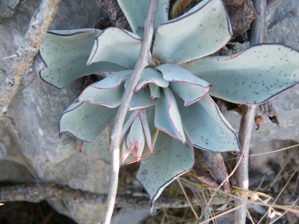 plantas-de-follaje-azul-05