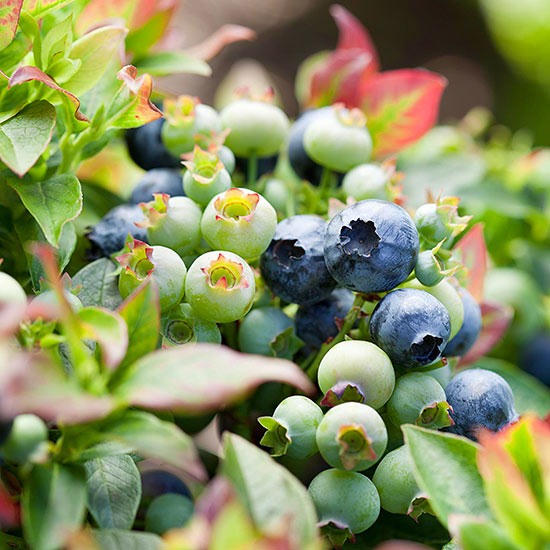 Superalimentos para cultivar en el jardín 1