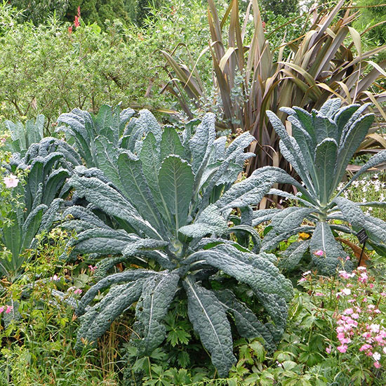 Superalimentos para cultivar en el jardín 3