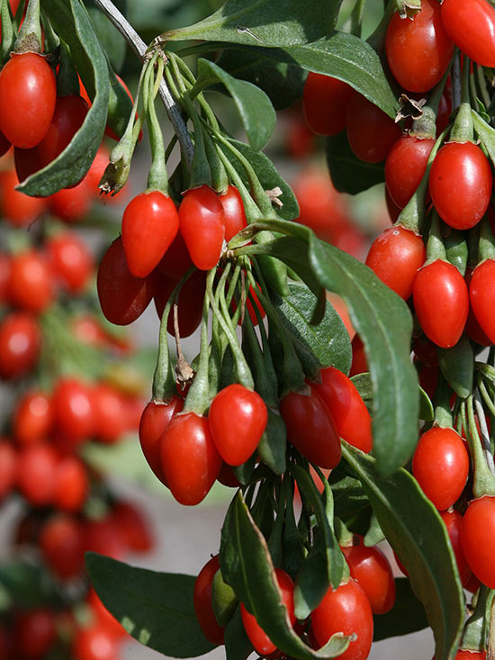 Superalimentos para cultivar en el jardín 6