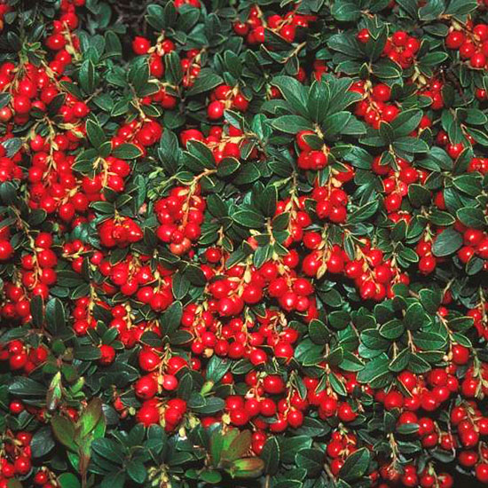 Superalimentos para cultivar en el jardín 9