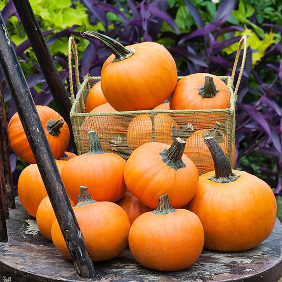 Superalimentos para cultivar en el jardín 10