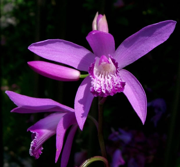 Orquídeas: Bletilla Striata