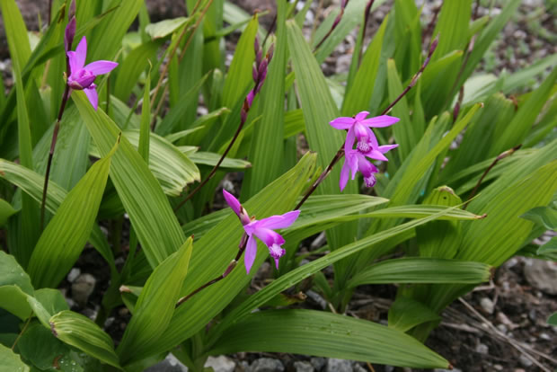 Orquídea Bletilla Striata 2