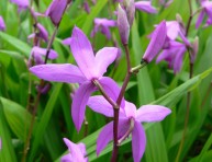 imagen Orquídeas: Bletilla Striata