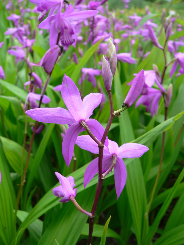 Orquídea Bletilla Striata 3