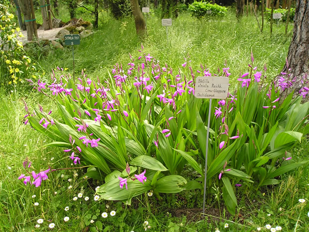 Orquídeas: Bletilla Striata