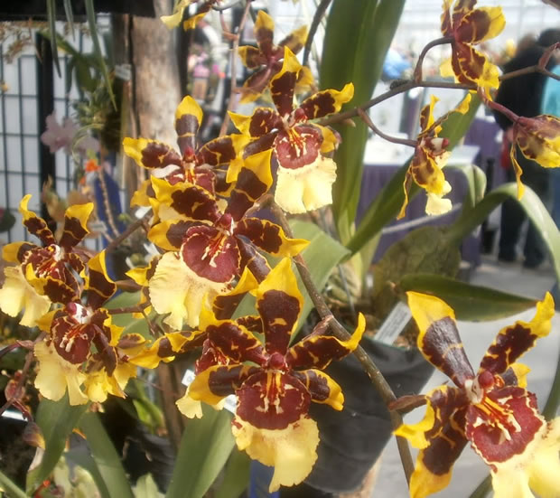 Orquídea Colmanara Wildcat 1