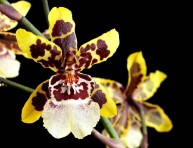 imagen Orquídeas: Colmanara Wildcat
