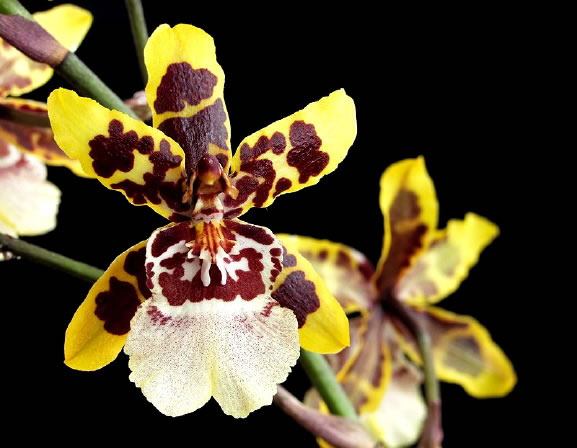 Orquídea Colmanara Wildcat 2