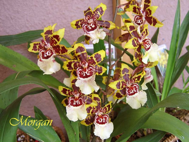 Orquídea Colmanara Wildcat 3