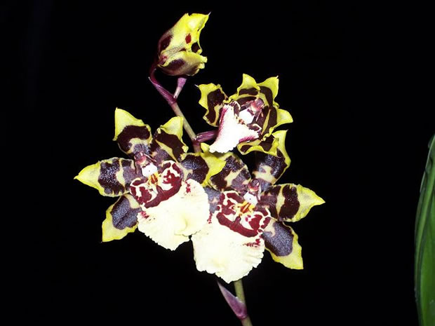 Orquídea Colmanara Wildcat 4