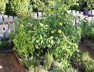 imagen Crea un rincón de la pizza en tu jardín