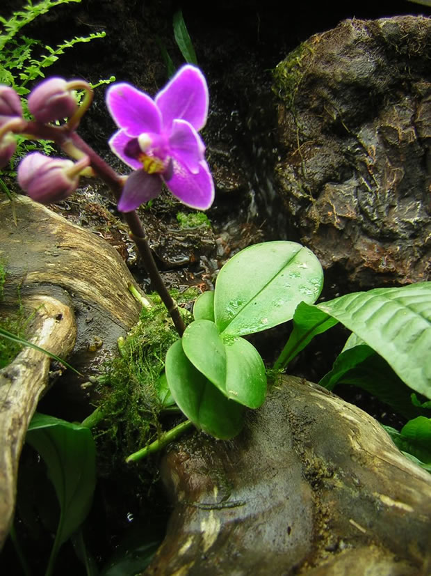 Cultivar orquídeas 2