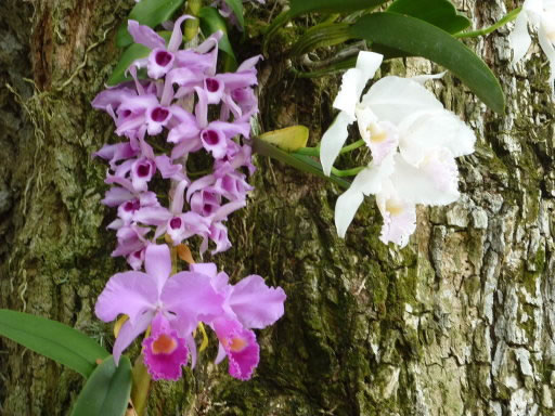 Cultivar orquídeas 3