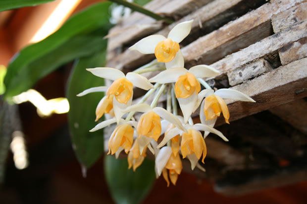 Cultivar orquídeas 4