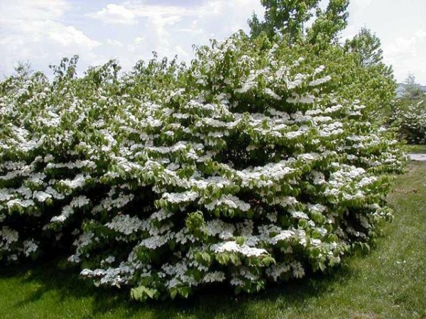 viburnum plicatum 'Mariesii'1