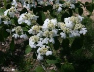 imagen El viburnum plicatum ‘Mariesii’