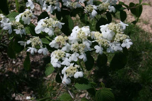 viburnum plicatum 'Mariesii'2