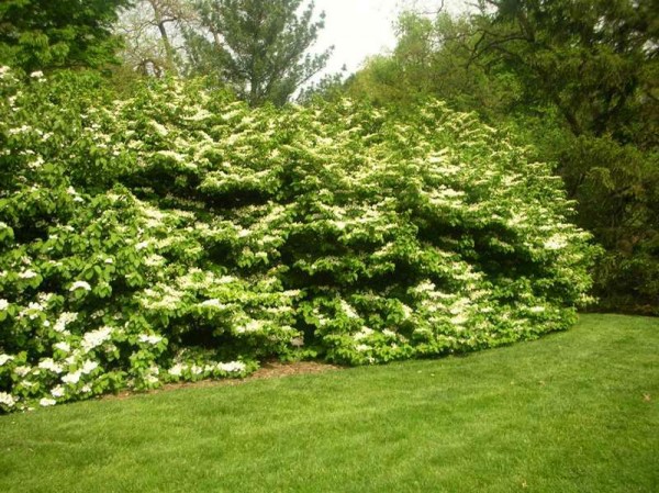 viburnum plicatum 'Mariesii'3