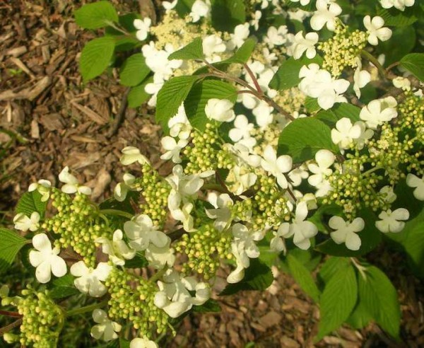 viburnum plicatum 'Mariesii'4