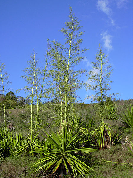 Furcraea foetida 2