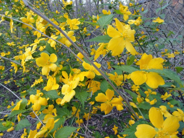 la-querria-o-flor-de-globo-03