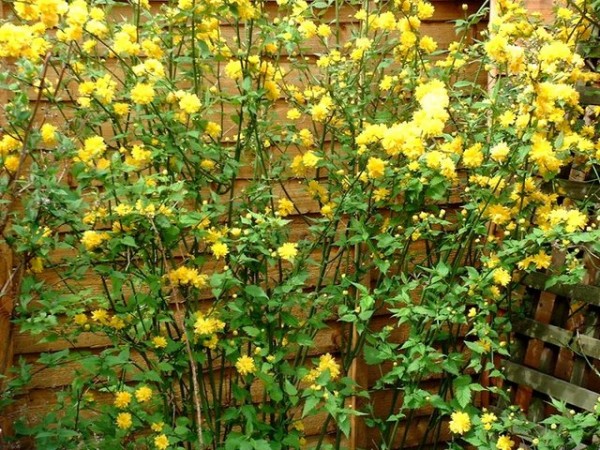 la-querria-o-flor-de-globo-04