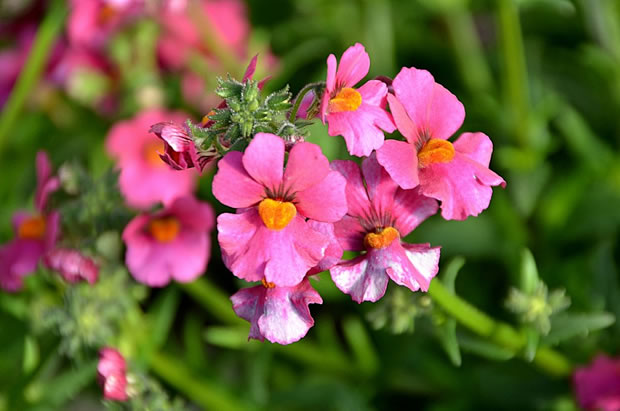 Nemesia 2