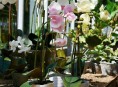 imagen Causas por las que no florece una orquídea