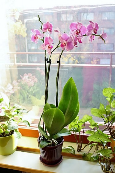 Las Flores De Mi Orquidea Se Estan Marchitando