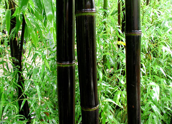 Bambú negro 5