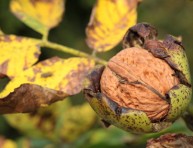 imagen Plantar un nogal en el jardín