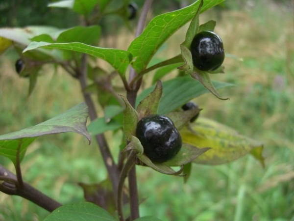 Plantas venenosas 3