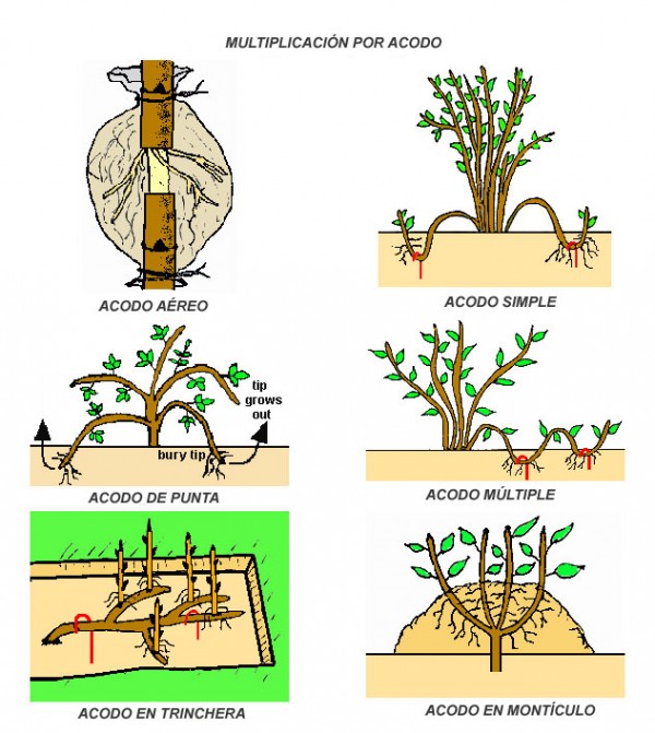 tipos-de-multiplicacion-por-acodo-01