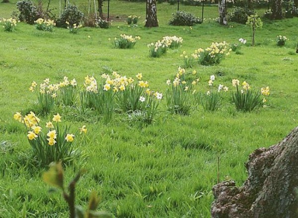 Bulbosas de primavera