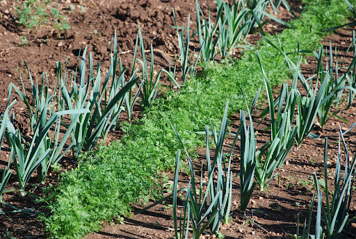 Cultivo intercalado de zanahorias y rábanos1