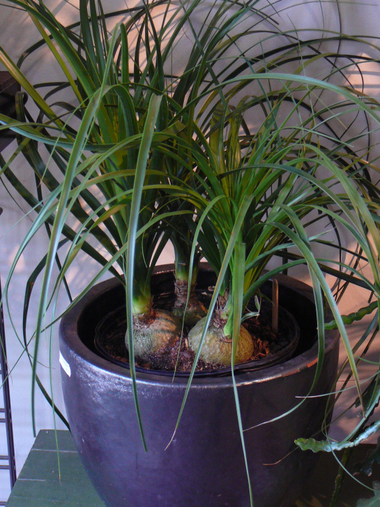 Beaucarnea recurvata o nolina 3