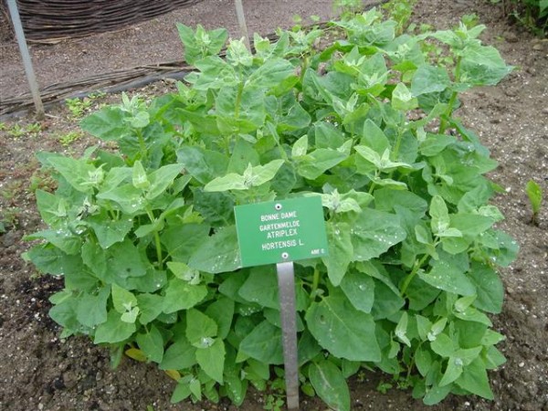 Cultivar armuelles 1