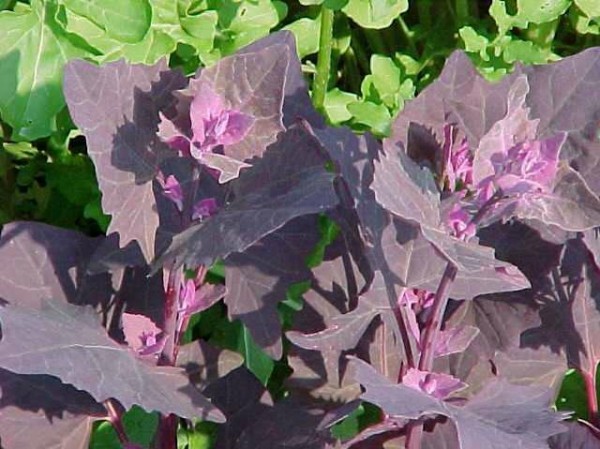 Cultivar armuelles 3