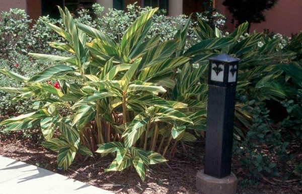 La alpinia zerumbet 3