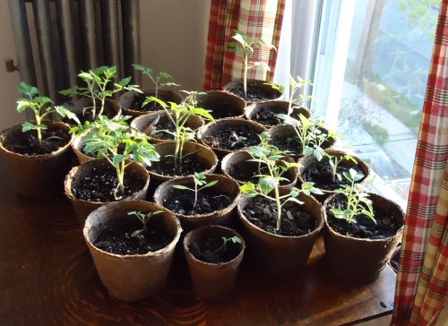 Verduras y hortalizas para cultivo en interior 1