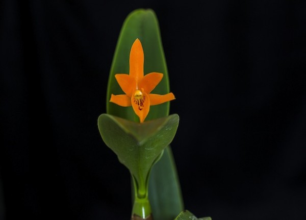 Tipos de orquídeas 2