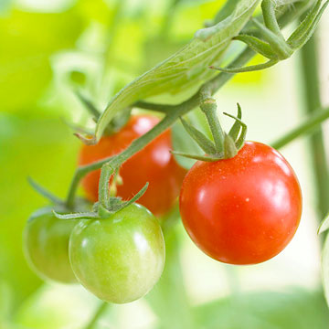 Consejos para cultivo de tomates 2